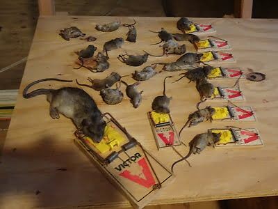rodent trapping
